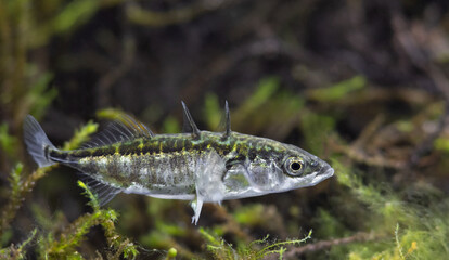 The three-spined stickleback (Gasterosteus aculeatus)