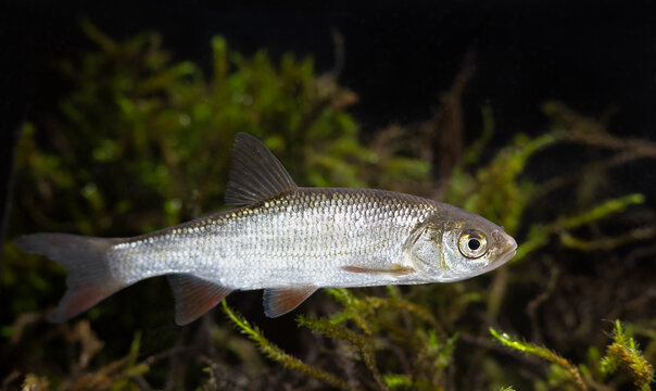 Freshwater fish ide (Leuciscus idus)