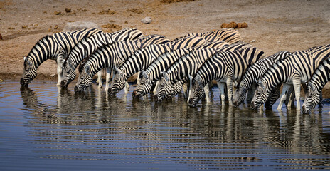 Fototapeta na wymiar Plains zebras drinking together