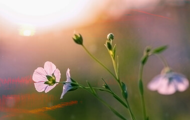 flax flowers at sunset, natural background, selective focus