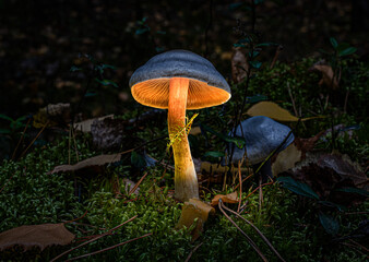 The blue-gray mushroom growing in the moss emits a glow from under the cap.