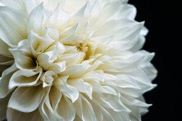 white dahlia on the black background