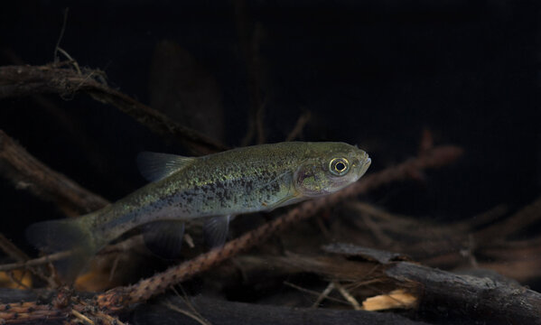 rare lake minnow (Rhynchocypris percnurus)
