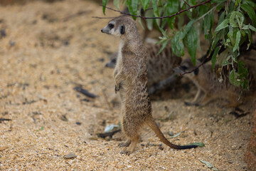 Super cute meerkat looking around for dangerous animals in the wild. Amazing cute meerkats in the nature are looking for food.