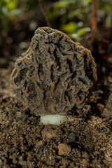 Common Morel fungus or Real Morel (Latin: Morchella esculenta) closeup. Vertical photo.