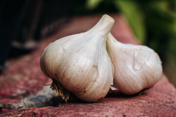 Two heads of garlic. Close-up of a head of garlic. Garlic. Unpeeled garlic
