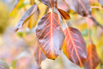 Obraz premium Red and yellow autumn foliage of an apple tree in the garden