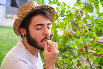 Young caucasian man eat a cherry tomato from a tomatoe plant.