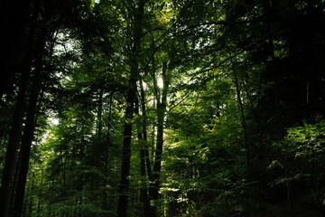 Light and shadows in the forest PL