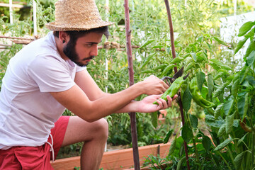 Young caucasian man cut a long homegrown green pepper hanging on the plant.