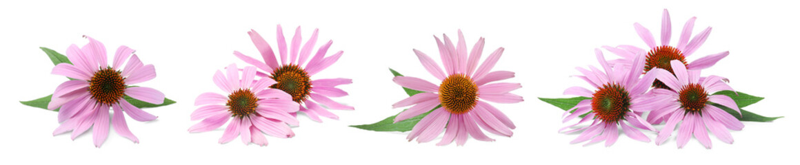 Set with beautiful echinacea flowers on white background. Banner design