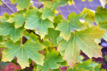 Red and yellow autumn maple foliage as a background