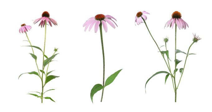Set with beautiful echinacea flowers on white background