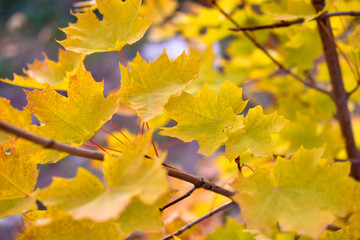 Red and yellow autumn maple foliage as a background
