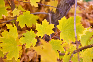 Red and yellow autumn maple foliage as a background