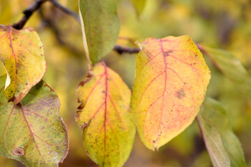 Red and yellow autumn foliage of an apple tree in the garden