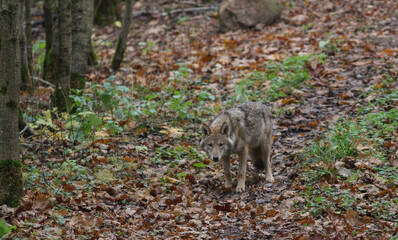 The wolf (Canis lupus), also known as the gray wolf or grey wolf. Large canine native to Eurasia and North America.