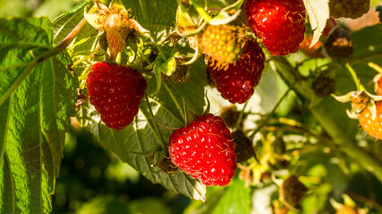 Ripe raspberry on a branch, harvesting in summer in an orchard