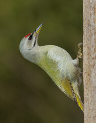  grey-headed woodpecker (Picus canus), also known as the grey-faced woodpecker