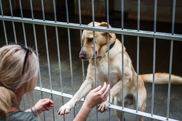 Pet adoption. Woman choosing dog from animal shelter. Cute abandoned and rescued retriever in dog pound