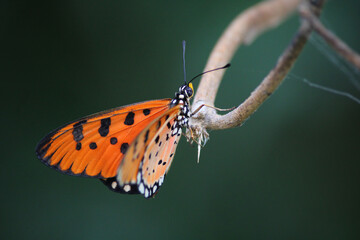 Close up of orange butterfly sitting on the branch sideways