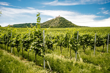 Vineyards, castle Devicky, Palava, Moravia region, Czech Republic. romantic ruin in Palava and...
