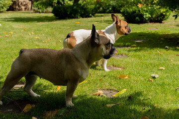 2 zaciekawione Bulldogi francuskie w ogrodzie, lato 2021 - obrazy, fototapety, plakaty