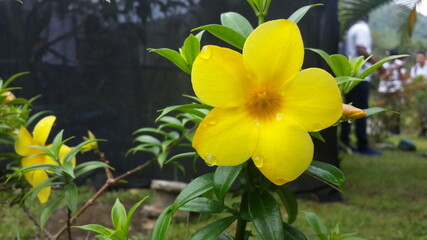 Flores reales, naturales.