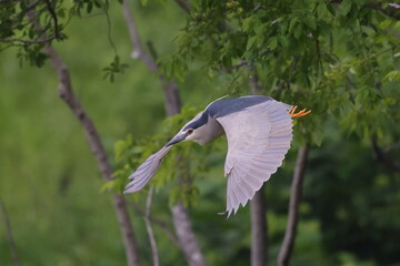 翼を広げ急降下するゴイサギ