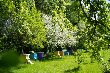 old wooden hives on apiary under flower blooming cherry tree. Hives bloom ingesday in spring. Honey harvest in flowering gardens. Collecting floral spring