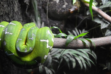 green snake in the tree