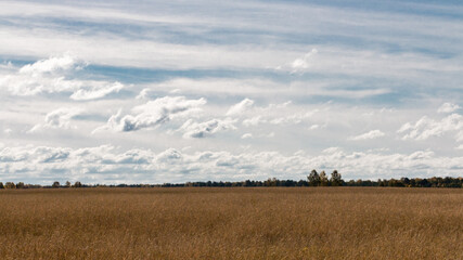 A blue sky with cold, gray clouds over a red field of ripe rye. Sunny autumn day. Trees and bushes in the background. Landscape.