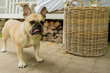 Bulldog francuski na podwórku, laato 2021 - obrazy, fototapety, plakaty