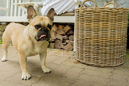 Bulldog francuski na podw&oacute;rku, laato 2021