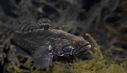 Invasive fish species Chinese sleeper (Perccottus glenii)