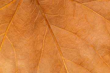 close up of orange maple leaf texture