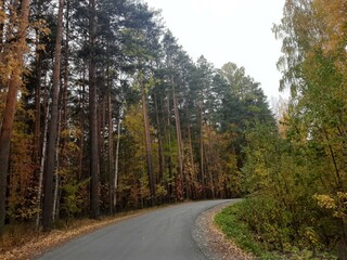 road in the woods