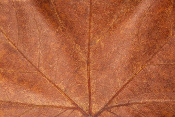 dark brown dry maple leaf texture