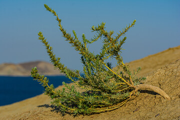 tree on the beach