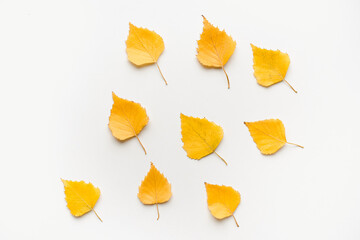 Autumn birch leaves on a white background. Yellow leaves. Birch leaves. 