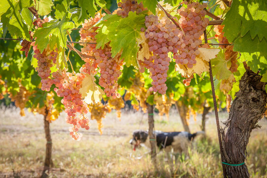 Grape harvest: bunches of grapes on the grapevine. Dog in background