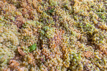 Fototapeta na wymiar Grape harvest: high view of white grapes texture desktop