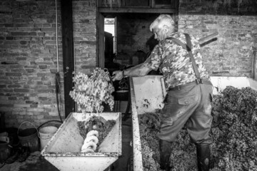 Grape harvest: aged farmer winemaker  put in a destemmer wine making fresh grapes of white grapes. Black and white picture