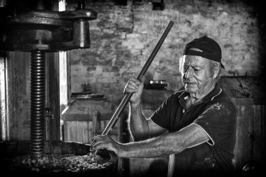 Grape harvest: aged winemaker farmer working on a vintage winepress. Winery background , black and white picture