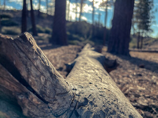 tree in the forest