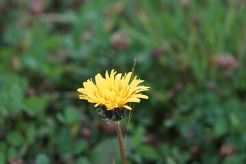 yellow dandelion flower