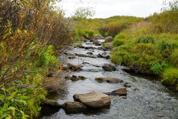 stream in the forest