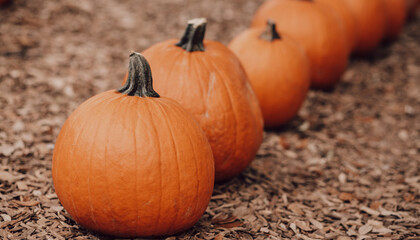 pumpkin patch Looking for a local, pumpkin patch, corn maze, hayride, gourds and other Halloween activities in Florida