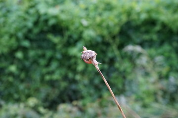 bud of a poppy