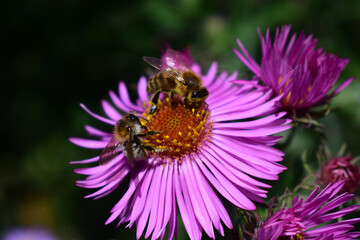 Obraz premium Herbstaster mit Wildbienen beim Honigsammeln im Herbst in der Sonne